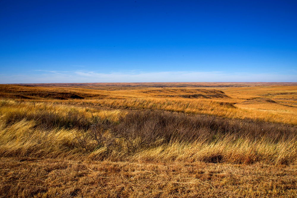 A field of brown and gold grass and dry brush below a blue sky. There are thin white clouds in the distance.