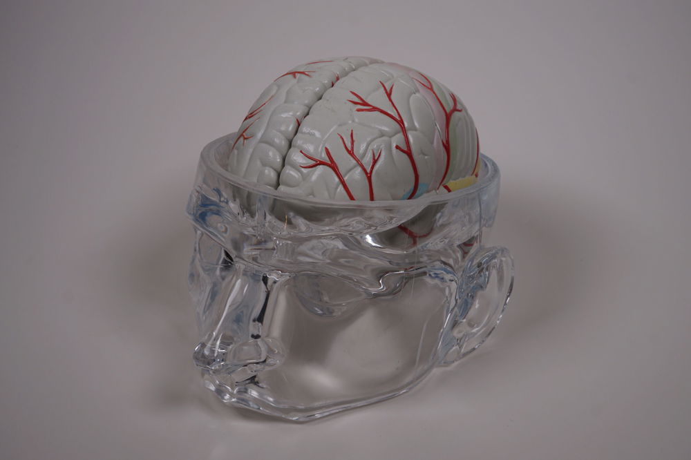 A plastic gray brain with thick red veins protrudes from the top of a head that has been dissected. The head is made of a clear transparent material.