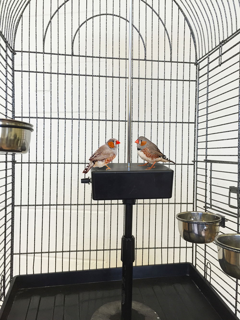 While Contemplating Their Fate in the Stars, the Twins Surround the Enemy, Installation with two finches, cage and theremin, 2003