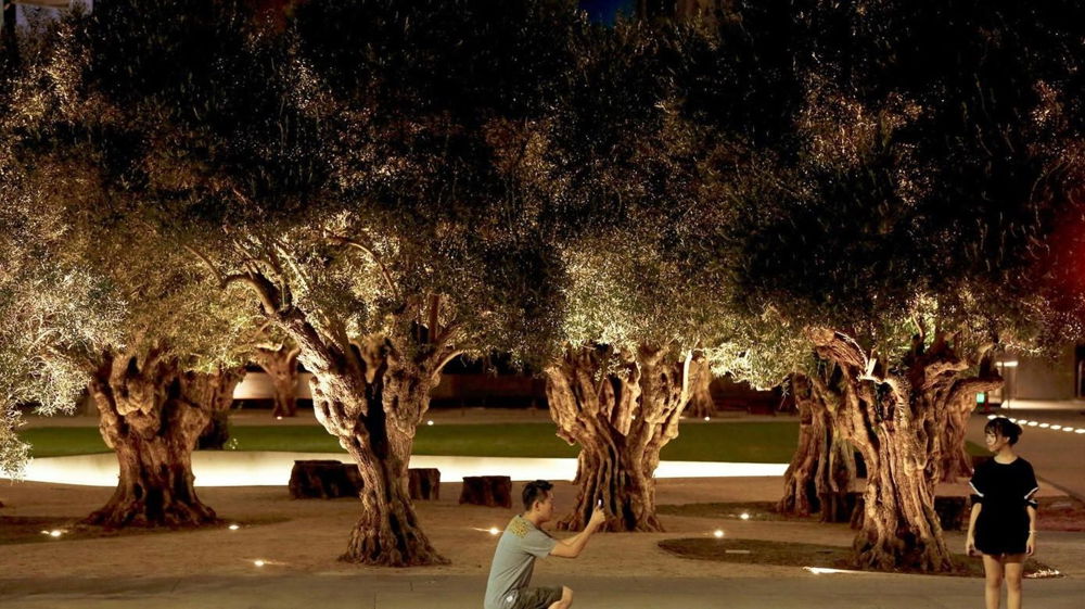 At night, someone photographs another person posing in front of a precise arrangement of towering equidistant trees with large trucks and full tops. Lights run along the ground, illuminating the trees.